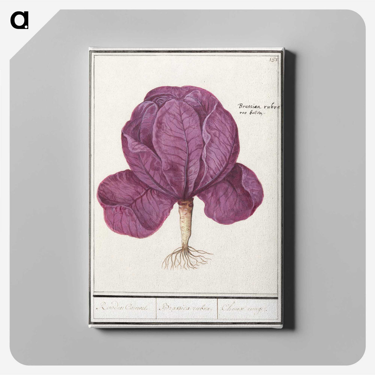 1-73_Anselmus-Boetius-de-Boodt_canvas