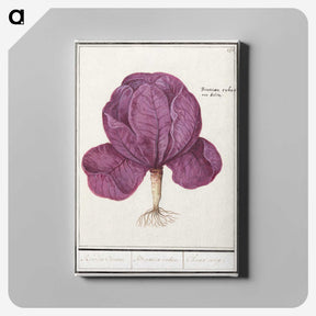 1-73_Anselmus-Boetius-de-Boodt_canvas