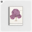 1-73_Anselmus-Boetius-de-Boodt_memo