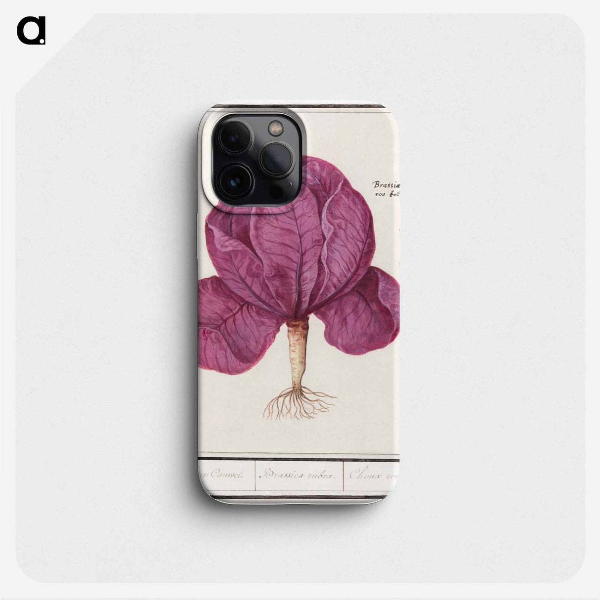 Red cabbage - アンセルムス ボエティウス デ ブート Phone Case.