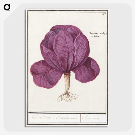 1-73_Anselmus-Boetius-de-Boodt_picture-crop