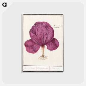 アートポストカード-Red cabbage - アンセルムス ボエティウス デ ブート Postcard.