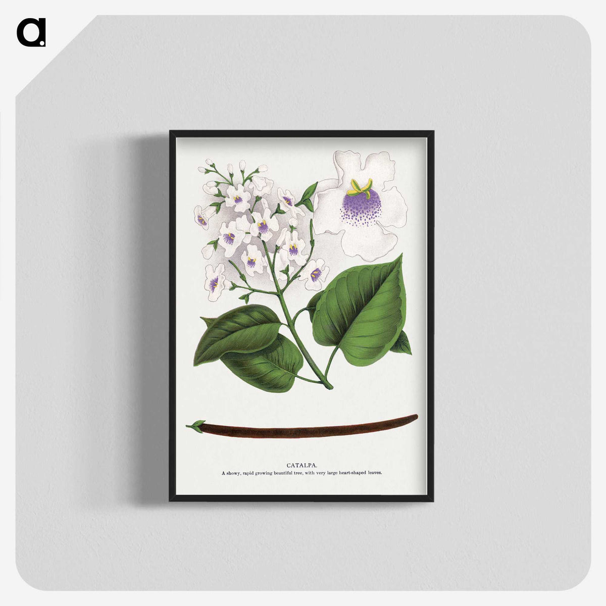 1-73_Botanical-Specimen-Plates_blk-crop