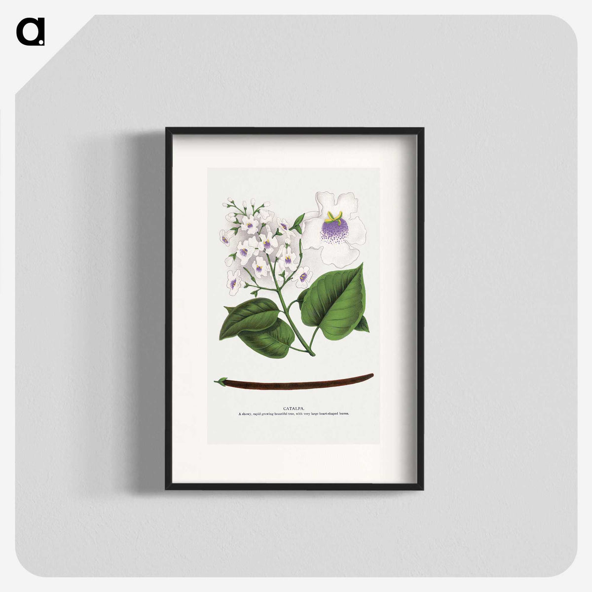 1-73_Botanical-Specimen-Plates_blk