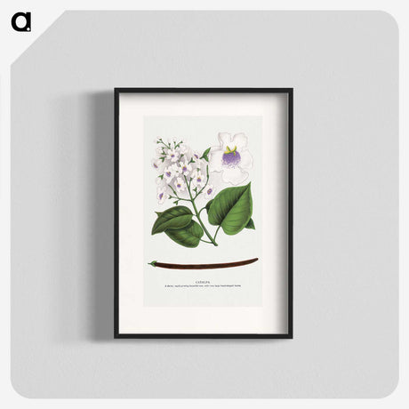 1-73_Botanical-Specimen-Plates_blk