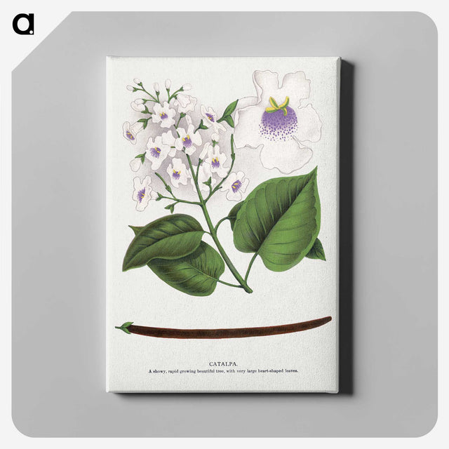 1-73_Botanical-Specimen-Plates_canvas