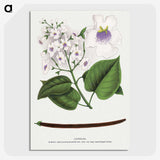 1-73_Botanical-Specimen-Plates_picture-crop