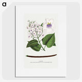 1-73_Botanical-Specimen-Plates_picture