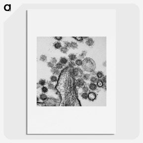 1-73_COVID-19_picture