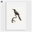 1-73_Des-Oiseaux-de-Paradis_picture