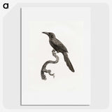 1-73_Des-Oiseaux-de-Paradis_picture