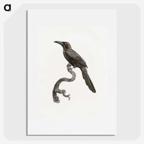 1-73_Des-Oiseaux-de-Paradis_picture