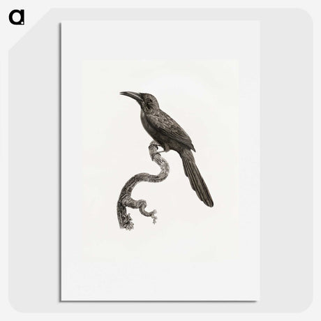1-73_Des-Oiseaux-de-Paradis_picture