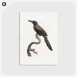 1-73_Des-Oiseaux-de-Paradis_postcard