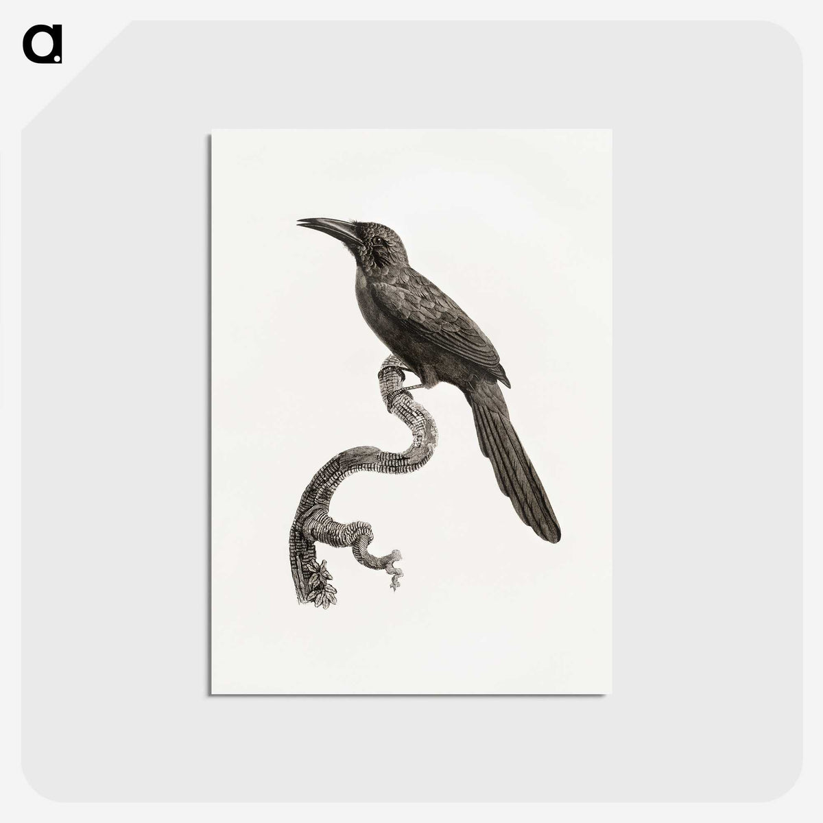1-73_Des-Oiseaux-de-Paradis_postcard