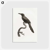 1-73_Des-Oiseaux-de-Paradis_postcard