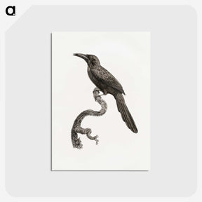 1-73_Des-Oiseaux-de-Paradis_postcard