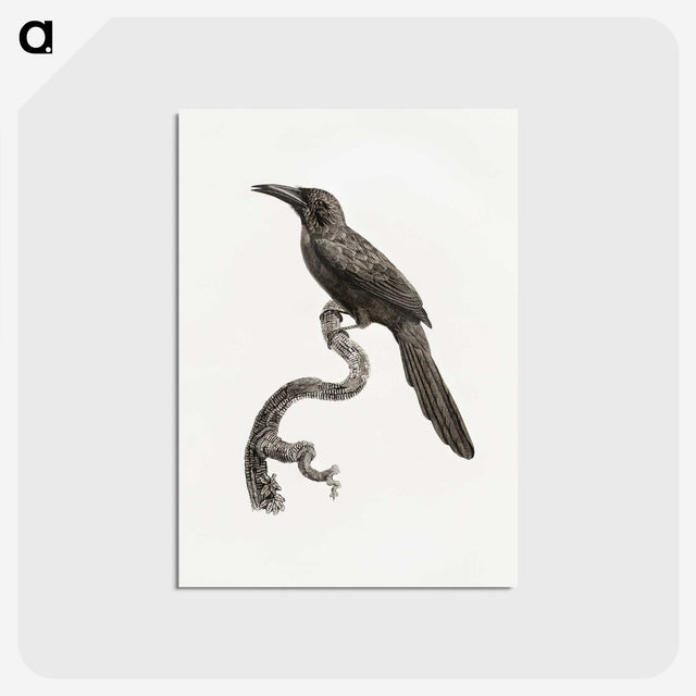 1-73_Des-Oiseaux-de-Paradis_postcard