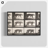 1-73_Eadweard-Muybridge_blk-crop