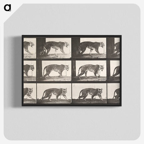 1-73_Eadweard-Muybridge_blk-crop