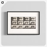 1-73_Eadweard-Muybridge_blk