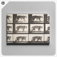 1-73_Eadweard-Muybridge_canvas