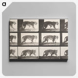 1-73_Eadweard-Muybridge_canvas