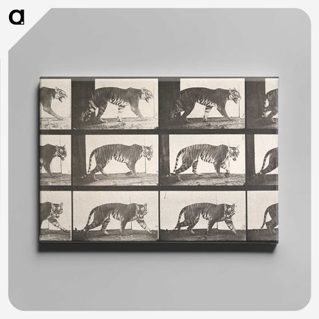 1-73_Eadweard-Muybridge_canvas