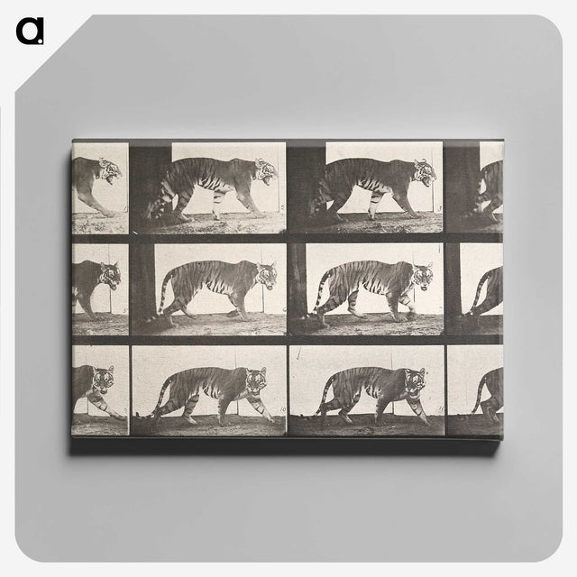 1-73_Eadweard-Muybridge_canvas