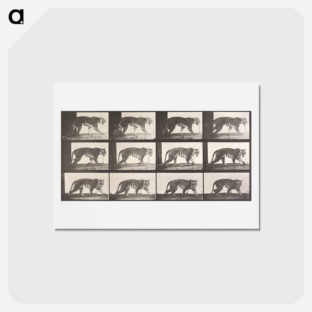 アートポストカード-Tigress, Walking
 - エドワード マイブリッジ Postcard.