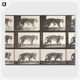1-73_Eadweard-Muybridge_picture-crop