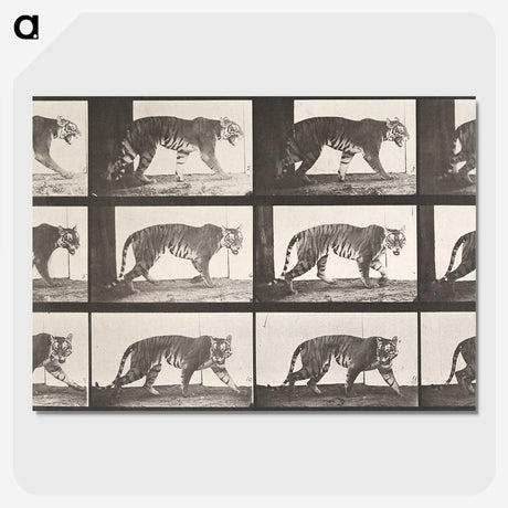1-73_Eadweard-Muybridge_picture-crop