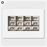1-73_Eadweard-Muybridge_picture