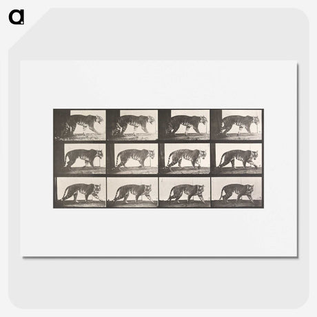 1-73_Eadweard-Muybridge_picture