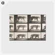 1-73_Eadweard-Muybridge_postcard