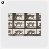 アートポストカード-Tigress, Walking
 - エドワード マイブリッジ Postcard.