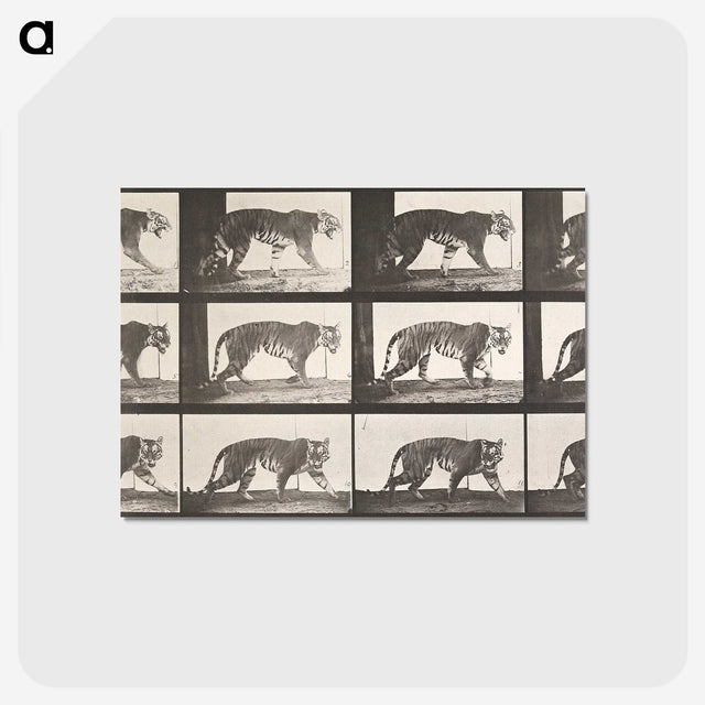 1-73_Eadweard-Muybridge_postcard