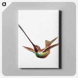 Colorful vintage hummingbird illustration - エルンスト ヘッケル Canvas.