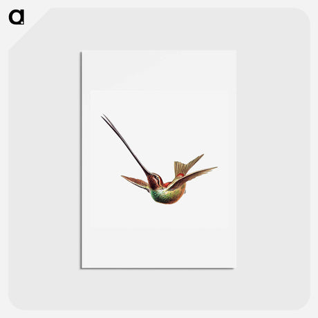 アートポストカード-Colorful vintage hummingbird illustration - エルンスト ヘッケル Postcard.