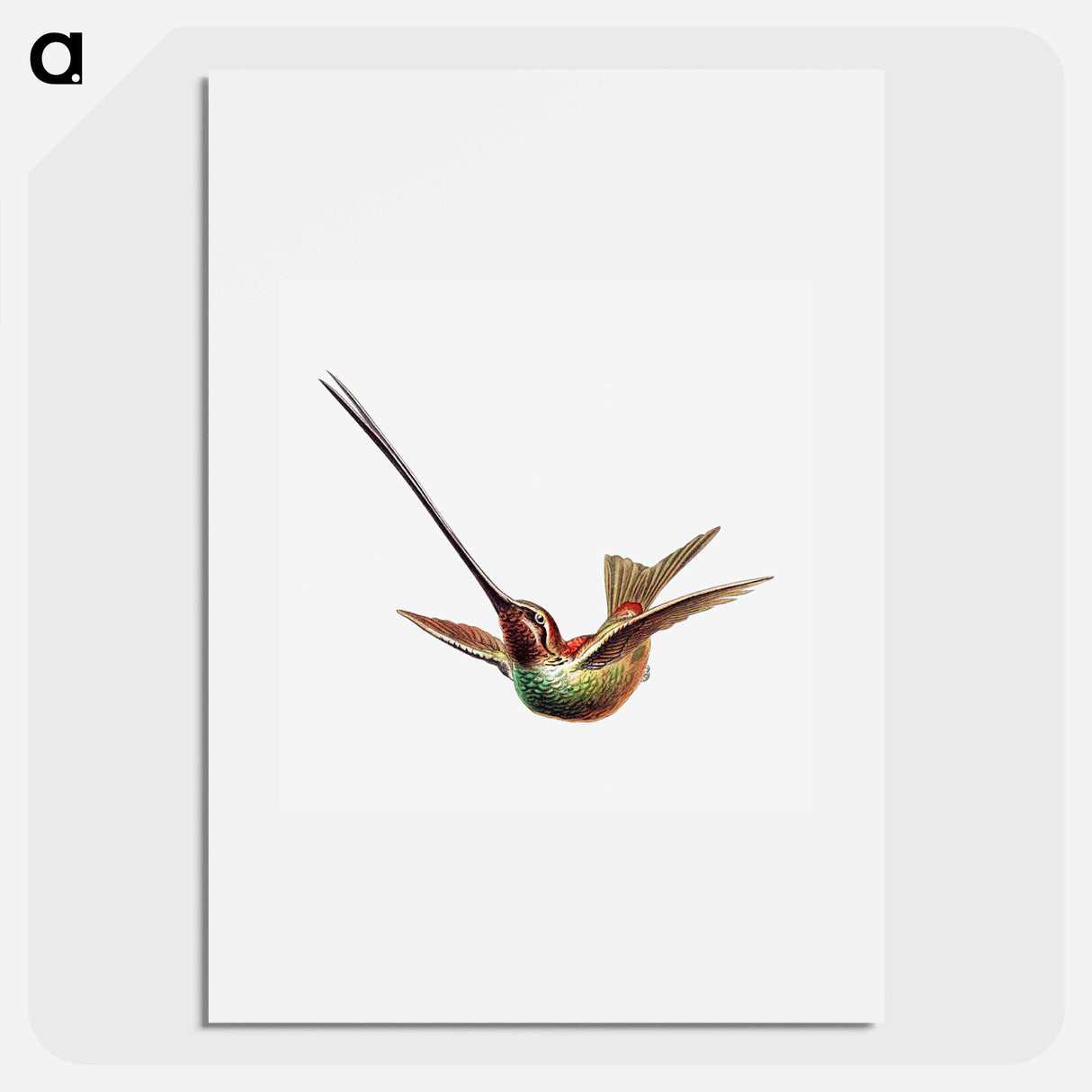 Colorful vintage hummingbird illustration - エルンスト ヘッケル Poster.