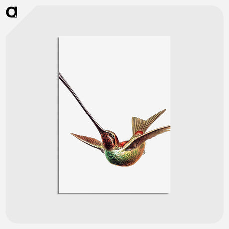 アートポストカード-Colorful vintage hummingbird illustration - エルンスト ヘッケル Postcard.