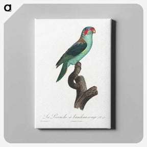 1-73_Francois-Levaillant_canvas