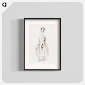 アートポスター-Owl Standing, Anterior View
 - ジョージ スタッブス Poster.