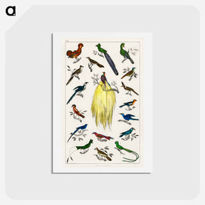 アートポストカード-Birds from Animated Nature
 - ゴールドスミスの生き生きとした自然 Postcard.