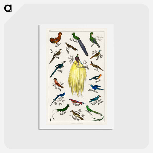 Birds from Animated Nature
 - ゴールドスミスの生き生きとした自然 Postcard.