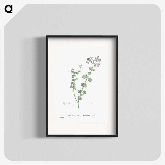 1-73_Histoire-des-Plantes-Grasses_blk