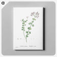 1-73_Histoire-des-Plantes-Grasses_canvas