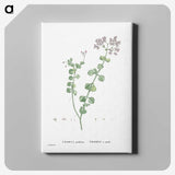 1-73_Histoire-des-Plantes-Grasses_canvas