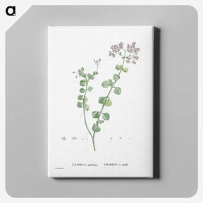 1-73_Histoire-des-Plantes-Grasses_canvas