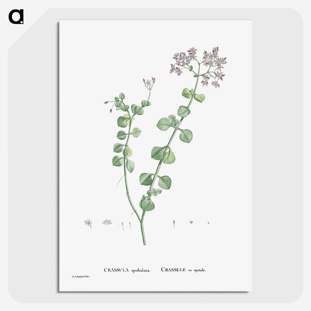 1-73_Histoire-des-Plantes-Grasses_picture-crop